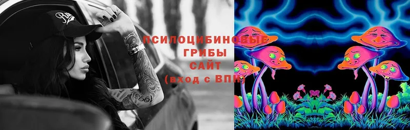 Псилоцибиновые грибы Psilocybe  Кукмор 